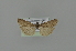  ( - BC MTD 01773)  @11 [ ] Unspecified (default): All Rights Reserved (2011) M. Nuss, Senckenberg Museum of Zoology, Dresden Senckenberg Museum of Zoology, Dresden