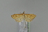  (Udea languidalis - BC MTD 01810)  @13 [ ] Unspecified (default): All Rights Reserved (2011) M. Nuss, Senckenberg Museum of Zoology, Dresden Senckenberg Museum of Zoology, Dresden