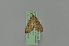  (Udea Nuss8870 - BC MTD 01832)  @12 [ ] Unspecified (default): All Rights Reserved (2011) M. Nuss, Senckenberg Museum of Zoology, Dresden Senckenberg Museum of Zoology, Dresden