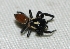  (Pachomius misionensis - GDR-4065)  @11 [ ] CreativeCommons - Attribution Share-Alike (2016) Rubio GD Insituto de Biología Subtropical
