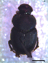  ( - IBS084)  @11 [ ] CreativeCommons - Attribution Non-Commercial Share-Alike (2018) Instituto de Biología Subtropical Instituto de Biología Subtropical