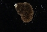 ( - ZMBN_137159)  @11 [ ] Creative Commons BY NC SA (2022) University of Bergen Natural History Collections