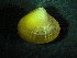  ( - ZMBN_139478)  @11 [ ] Creative Commons BY NC SA (2122) University of Bergen Natural History Collections