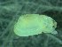  ( - ZMBN_139745)  @11 [ ] Creative Commons BY NC SA (2021) University of Bergen Natural History Collections