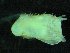  ( - ZMBN_139746)  @11 [ ] Creative Commons BY NC SA (2021) University of Bergen Natural History Collections