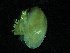  ( - ZMBN_139812)  @11 [ ] Creative Commons BY NC SA (2021) University of Bergen Natural History Collections