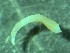  ( - ZMBN_145814)  @11 [ ] Creative Commons BY NC SA (2022) University of Bergen Natural History Collections