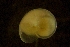  ( - ZMBN_146203)  @11 [ ] Creative Commons BY SA (2024) University of Bergen Natural History Collections