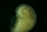  ( - ZMBN_146212)  @11 [ ] Creative Commons BY SA (2024) University of Bergen Natural History Collections