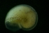  ( - ZMBN_146212)  @11 [ ] Creative Commons BY SA (2024) University of Bergen Natural History Collections