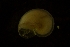  ( - ZMBN_146212)  @11 [ ] Creative Commons BY SA (2024) University of Bergen Natural History Collections