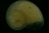 ( - ZMBN_146214)  @11 [ ] Creative Commons BY SA (2024) University of Bergen Natural History Collections