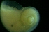  ( - ZMBN_148927)  @11 [ ] Creative Commons BY SA (2024) University of Bergen Natural History Collections