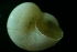  ( - ZMBN_148928)  @11 [ ] Creative Commons BY SA (2024) University of Bergen Natural History Collections