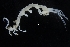  ( - ZMBN_154160)  @11 [ ] Creative Commons BY SA (2024) University of Bergen Natural History Collections