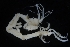  ( - ZMBN_154161)  @11 [ ] Creative Commons BY SA (2024) University of Bergen Natural History Collections