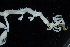  ( - ZMBN_154163)  @11 [ ] Creative Commons BY SA (2024) University of Bergen Natural History Collections