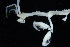  ( - ZMBN_154163)  @11 [ ] Creative Commons BY SA (2024) University of Bergen Natural History Collections