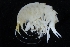  ( - ZMBN_154164)  @11 [ ] Creative Commons BY SA (2024) University of Bergen Natural History Collections