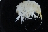  ( - ZMBN_154164)  @11 [ ] Creative Commons BY SA (2024) University of Bergen Natural History Collections