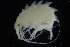  ( - ZMBN_154166)  @11 [ ] Creative Commons BY SA (2024) University of Bergen Natural History Collections