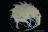  ( - ZMBN_154166)  @11 [ ] Creative Commons BY SA (2024) University of Bergen Natural History Collections