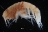  ( - ZMBN_154168)  @11 [ ] Creative Commons BY SA (2024) University of Bergen Natural History Collections