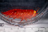  ( - ZMBN_155184)  @11 [ ] Creative Commons BY SA (2024) University of Bergen Natural History Collections