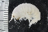 ( - ZMBN_155203)  @11 [ ] Creative Commons BY SA (2024) University of Bergen Natural History Collections