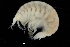  ( - ZMBN_155207)  @11 [ ] Creative Commons BY SA (2024) University of Bergen Natural History Collections