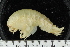  ( - ZMBN_155337)  @11 [ ] Creative Commons BY SA (2024) University of Bergen Natural History Collections