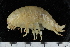  ( - ZMBN_155338)  @11 [ ] Creative Commons BY SA (2024) University of Bergen Natural History Collections