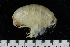  ( - ZMBN_155339)  @11 [ ] Creative Commons BY SA (2024) University of Bergen Natural History Collections