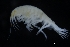  ( - ZMBN_155351)  @11 [ ] Creative Commons BY SA (2024) University of Bergen Natural History Collections