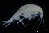  ( - ZMBN_155351)  @11 [ ] Creative Commons BY SA (2024) University of Bergen Natural History Collections