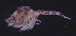  ( - ICE1-Nann013)  @11 [ ] CreativeCommons - Attribution Non-Commercial Share-Alike (2019) Carolin Uhlir Deutsches Zentrum fuer Marine Biodiversitaetsforschung