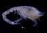  ( - ICE1-Leu019)  @11 [ ] CreativeCommons - Attribution Non-Commercial Share-Alike (2019) Carolin Uhlir Deutsches Zentrum fuer Marine Biodiversitaetsforschung