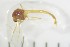  (Paracladopelma nigritula - NI Chi 8)  @11 [ ] CreativeCommons - Attribution Non-Commercial Share-Alike (2017) Agnes-Katharina Kreiling Holar University