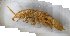  ( - EI-JRH-16-9-2)  @11 [ ] CreativeCommons - Attribution Non-Commercial Share-Alike (2019) Unspecified Tromsø University Museum