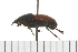  (Acrossus rubripennis - Hcmisc-026)  @14 [ ] CreativeCommons - Attribution (2008) Unspecified Centre for Biodiversity Genomics