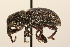  ( - Hcmisc-172)  @11 [ ] CreativeCommons - Attribution (2009) Unspecified Centre for Biodiversity Genomics