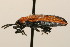  ( - Hcmisc-181)  @14 [ ] CreativeCommons - Attribution (2009) Unspecified Centre for Biodiversity Genomics