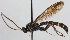  (Metopius fuscipennis - FICH-000167)  @14 [ ] CreativeCommons - Attribution Non-Commercial (2012) Marko Mutanen University of Oulu
