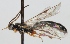 (Exochus lentipes - FICH-000181)  @13 [ ] CreativeCommons - Attribution Non-Commercial (2012) Marko Mutanen University of Oulu