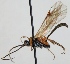  (Giraudia grisescens - FICH-000224)  @14 [ ] CreativeCommons - Attribution Non-Commercial (2012) Marko Mutanen University of Oulu