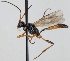  (Atractodes cryptobius - FICH-000268)  @13 [ ] CreativeCommons - Attribution Non-Commercial (2012) Marko Mutanen University of Oulu