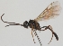  (Mesoleptus distinctus - FICH-000290)  @13 [ ] CreativeCommons - Attribution Non-Commercial (2012) Marko Mutanen University of Oulu