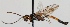  (Mesoleptus tobiasi - FICH-000313)  @13 [ ] CreativeCommons - Attribution Non-Commercial (2012) Marko Mutanen University of Oulu
