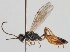  (Atractodes tenuipes - FICH-000339)  @13 [ ] CreativeCommons - Attribution Non-Commercial (2012) Marko Mutanen University of Oulu