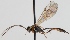  (Atractodes incrassator - FICH-000346)  @14 [ ] CreativeCommons - Attribution Non-Commercial (2012) Marko Mutanen University of Oulu